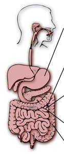 Digestive System Enzymes Digestive System Enzymes