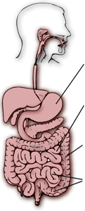 The Digestive System