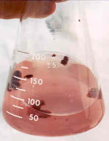 Gel structure at pH 7.5